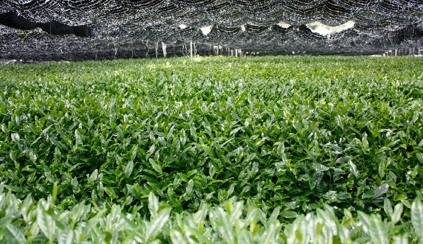 抹茶 の 茶葉